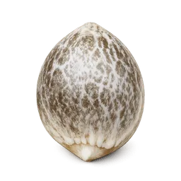 Transparent PNG of the GTA V item kq_weed_seed_white_widow_with_white_shading
