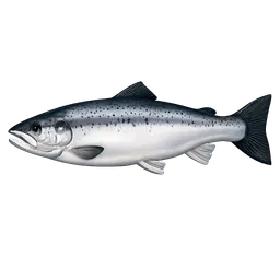 Transparent PNG of the GTA V item lachs_atlantischer