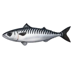 Transparent PNG of the GTA V item makrele
