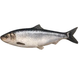 Transparent PNG of the GTA V item roher_fisch