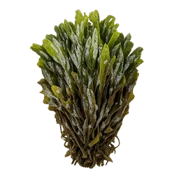Transparent PNG of the GTA V item seaweed