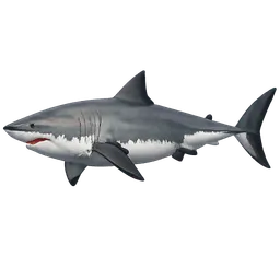 Transparent PNG of the GTA V item shark_2