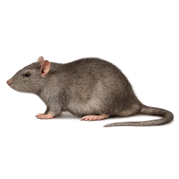 Transparent PNG of the GTA V item side_view_rat_sprite