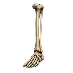 Transparent PNG of the GTA V item skeleton_leg