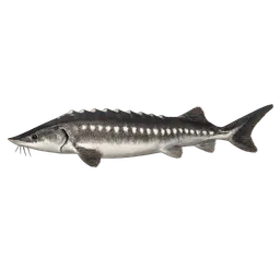 Transparent PNG of the GTA V item sturgeon