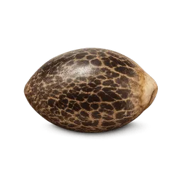 Transparent PNG of the GTA V item weed_seed_5