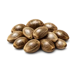 Transparent PNG of the GTA V item weed_seed_6