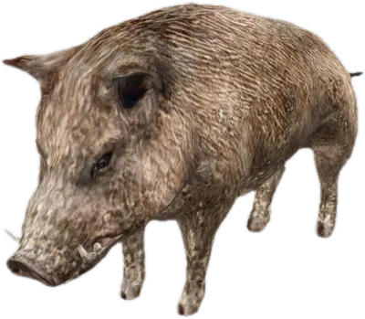 Transparent PNG of the GTA V ped a_c_boar