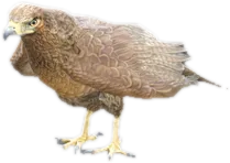 Transparent PNG of the GTA V ped a_c_chickenhawk