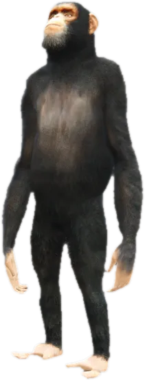 Transparent PNG of the GTA V ped a_c_chimp