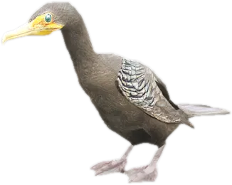 Transparent PNG of the GTA V ped a_c_cormorant