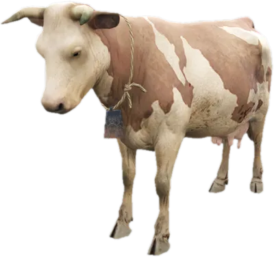 Transparent PNG of the GTA V ped a_c_cow