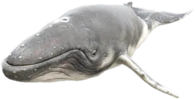 Transparent PNG of the GTA V ped a_c_humpback