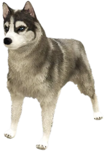 Transparent PNG of the GTA V ped a_c_husky