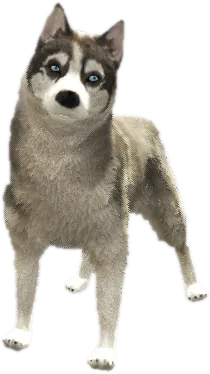 Transparent PNG of the GTA V ped a_c_husky_1