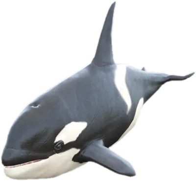 Transparent PNG of the GTA V ped a_c_killerwhale