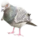 Transparent PNG of the GTA V ped a_c_pigeon