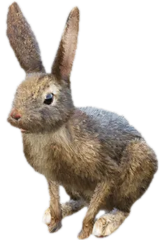 Transparent PNG of the GTA V ped a_c_rabbit_01