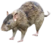 Transparent PNG of the GTA V ped a_c_rat
