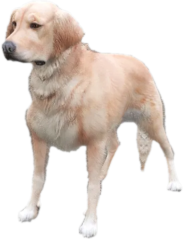 Transparent PNG of the GTA V ped a_c_retriever