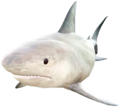 Transparent PNG of the GTA V ped a_c_sharktiger