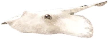 Transparent PNG of the GTA V ped a_c_stingray