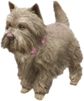 Transparent PNG of the GTA V ped a_c_westy