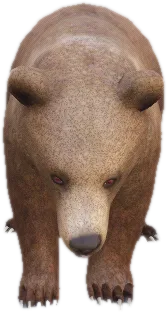 Transparent PNG of the GTA V ped ft_pbear