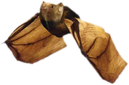 Transparent PNG of the GTA V ped nw_bat
