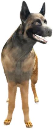 Transparent PNG of the GTA V ped nw_belgianshepherd