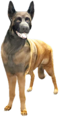 Transparent PNG of the GTA V ped nw_belgianshepherd_1
