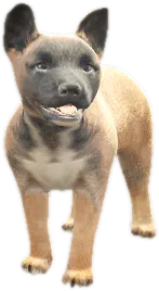 Transparent PNG of the GTA V ped nw_belgianshepherdpuppy_1
