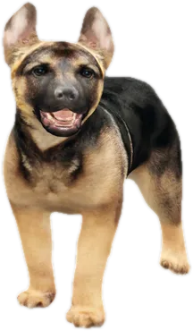 Transparent PNG of the GTA V ped nw_germanshepherdpuppy