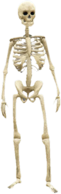 Transparent PNG of the GTA V ped nw_skeleton