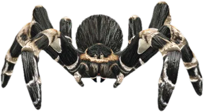 Transparent PNG of the GTA V ped tarantula