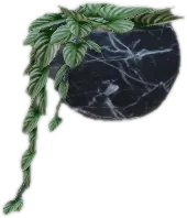 Transparent PNG of the GTA V prop ate_lounge1_plant_f