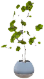 Transparent PNG of the GTA V prop ate_lounge1_plant_l