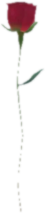 Transparent PNG of the GTA V prop prop_single_rose